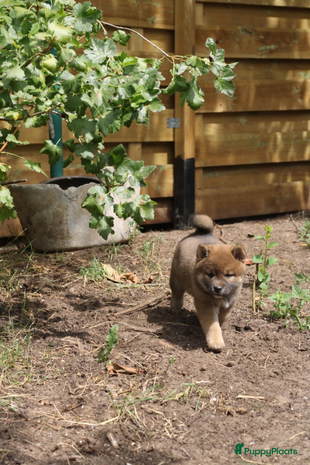 Shiba honden te koop: Shiba teefje met stamboom - Afbeelding 7
