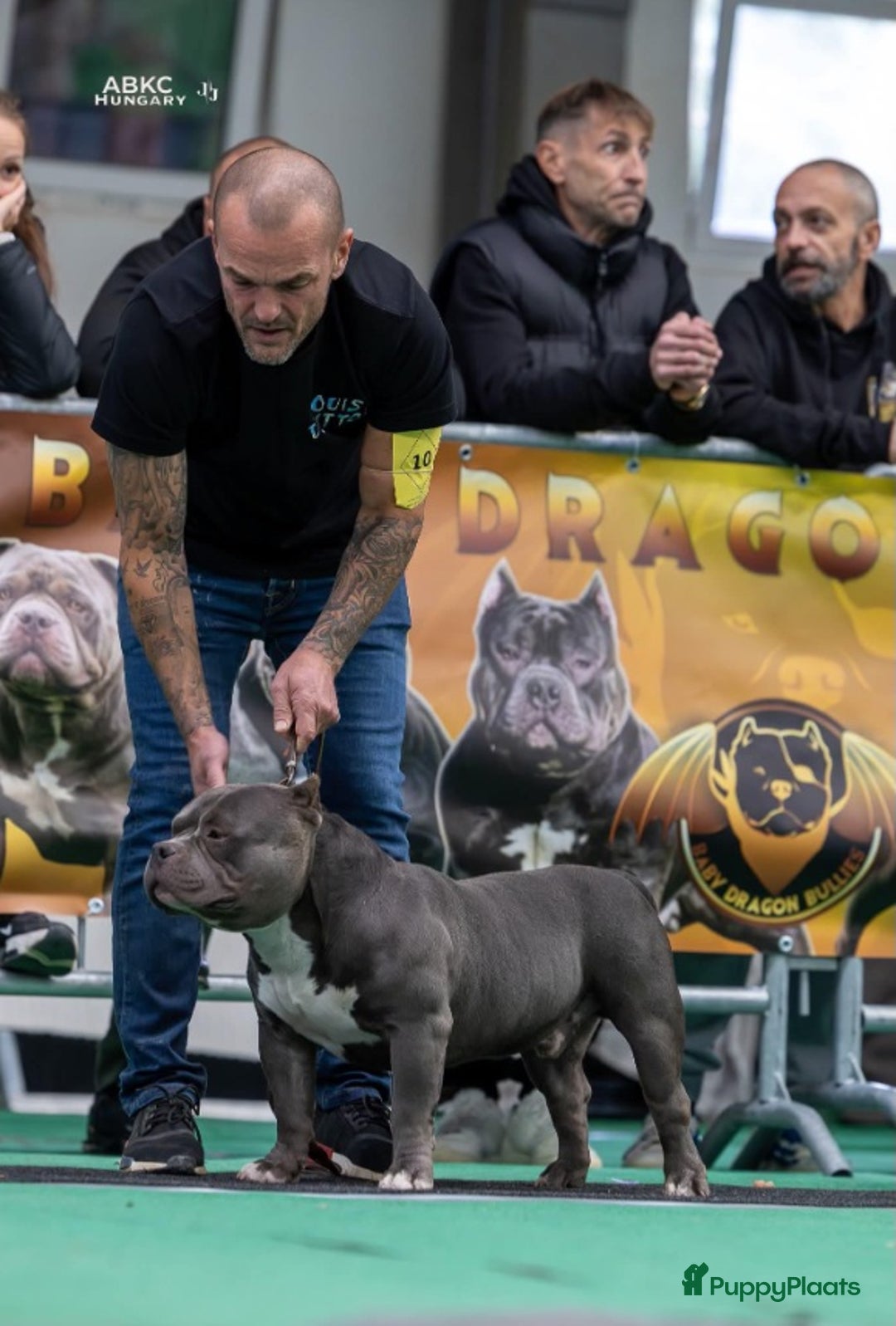 Amerikaanse Bully honden te koop: Amerikaanse Bully Pocket-puppy's - Advertentie 13