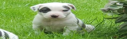 Kruising honden te koop: Border Collie Kruising pups  in Onstwedde - Advertentie 15