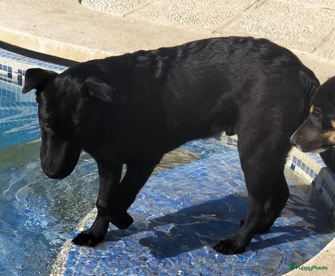 Kruising honden ter adoptie: polar een schat van een hond!!!!!! - Advertentie 6