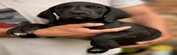 Duitse Dog honden te koop: Duitse Dog pups geboren - Advertentie 2