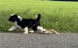 Spaanse Waterhond honden te koop: Spaanse Waterhond pups - Afbeelding 6