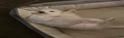 Maltipom honden te koop: Lief aanhankelijk reutje Maltipom - Advertentie 5
