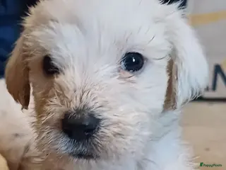 Kruising honden Een van deze prachtige pups is voor jou bedoeld? - Advertentie 11