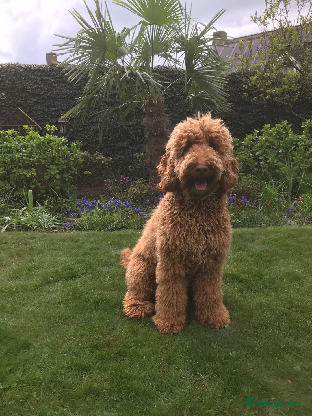 Kruising honden te koop: Medium labradoodle woonkamer nestje - Advertentie 2