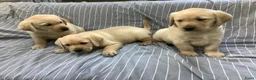 Labrador Retriever honden te koop: Labradorpuppies  van stamboomouders  - Advertentie 8