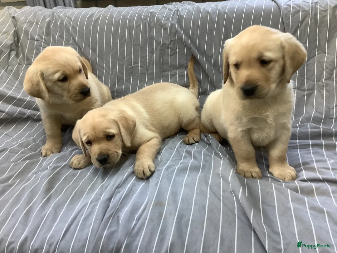Labrador Retriever honden te koop: Labradorpuppies  van stamboomouders  - Advertentie 8