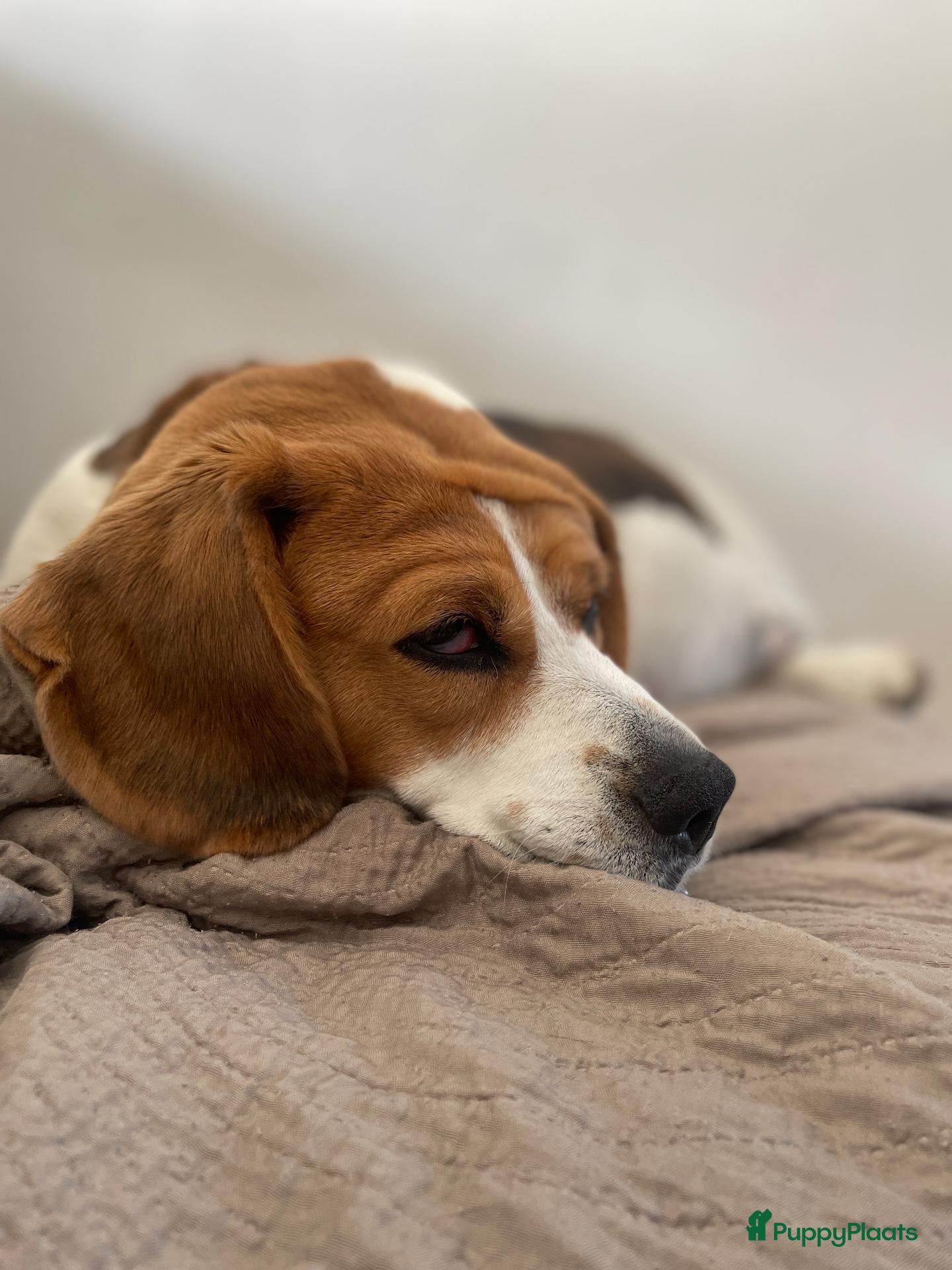 Beagle honden Nestaankondiging Beagle pups - Advertentie 2