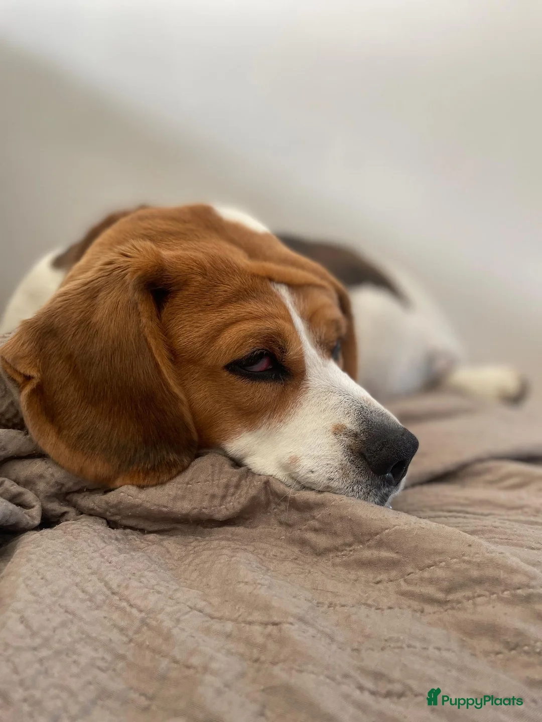 Beagle honden te koop: Nestaankondiging Beagle pups - Advertentie 1