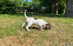 Duitse Staande Hond Korthaar honden te koop: Duitste staande korthaar teefje stamboom  in Vaassen - Afbeelding 12