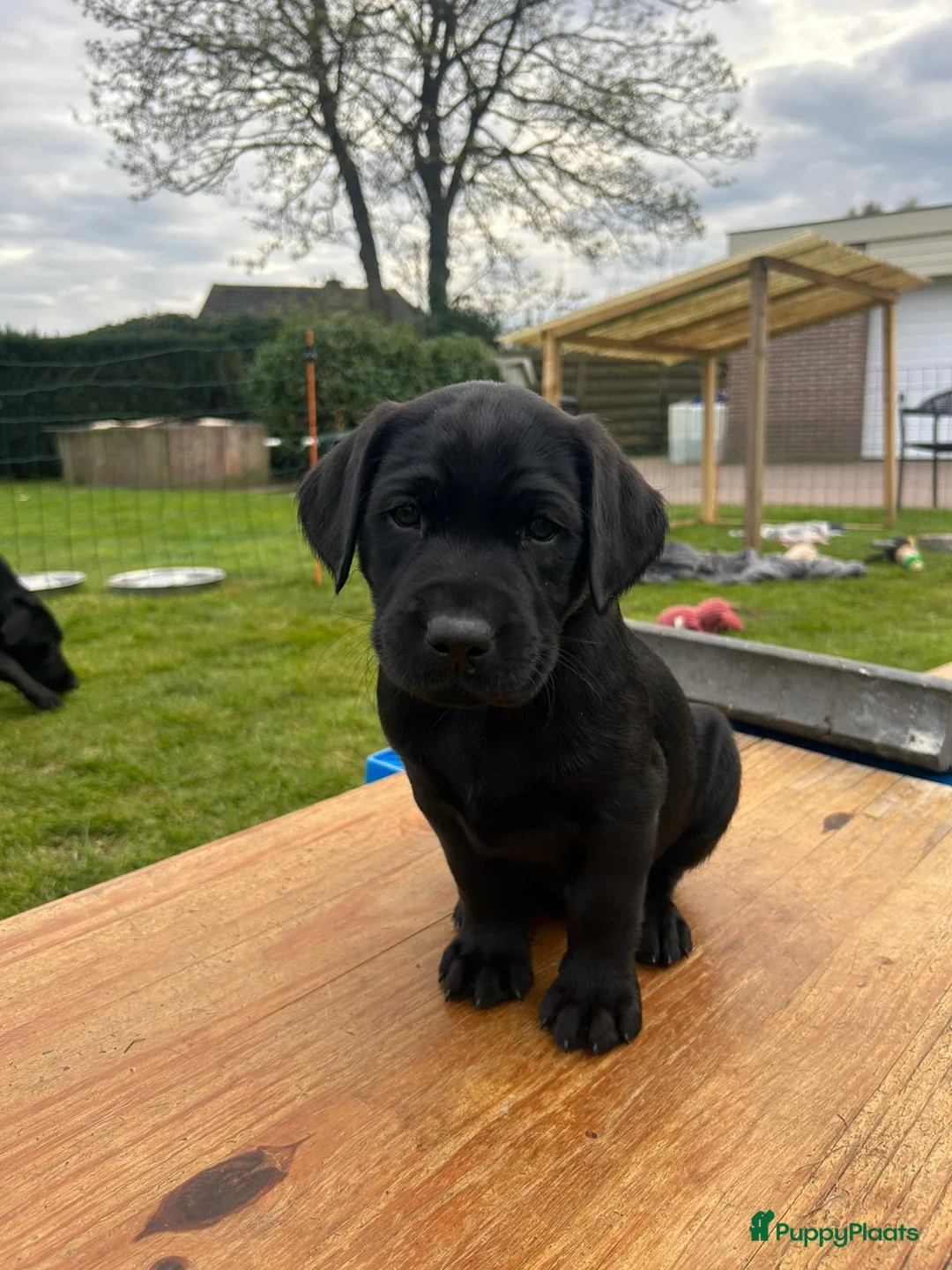 Labrador Retriever honden te koop: werklijn labrador ( zwart) in Putten - Advertentie 6