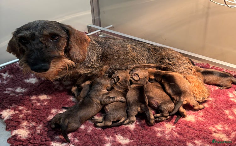Ruwhaar Teckel honden - Advertentie 10