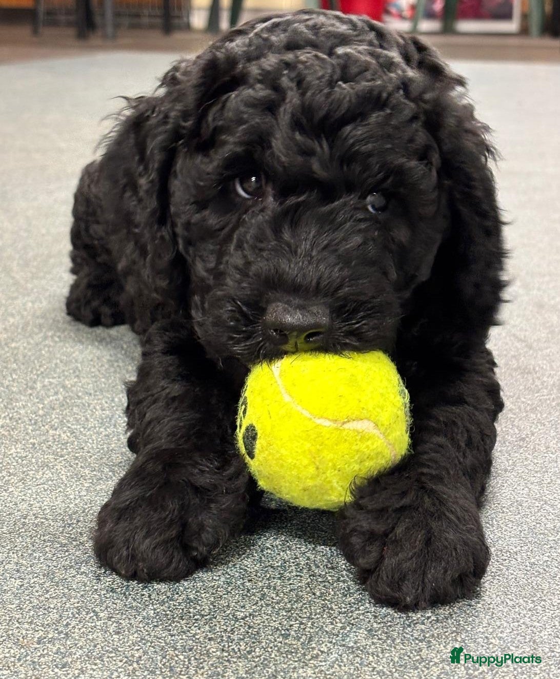 Spaanse Waterhond honden Spaanse Waterhond Puppy - Advertentie 1