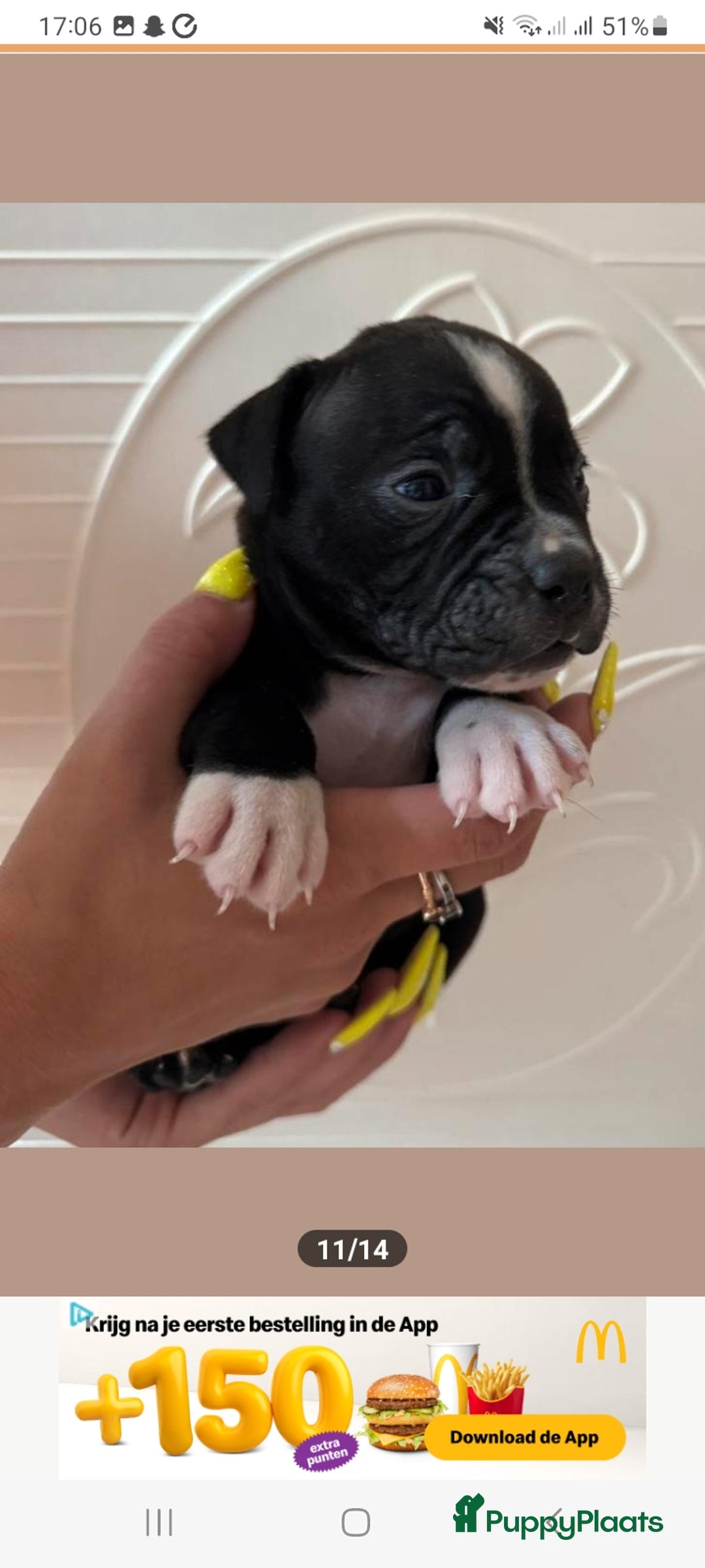 Old English Bulldog honden te koop: Old english bulldog x pocket bully xl  - Afbeelding 5