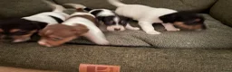 Jack Russel Terriër honden te koop: 4 lieve Jack Russel pups zoeken warme thuis  - Advertentie 3