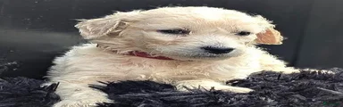 Labradoodle Kleur vacht: licht amber - kleur halsbandje rood 