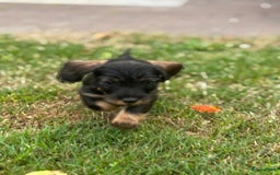 Ruwhaar Teckel honden te koop: 1 Leuke teckelpup black and tan ( TEEFJE )te koop  - Afbeelding 1