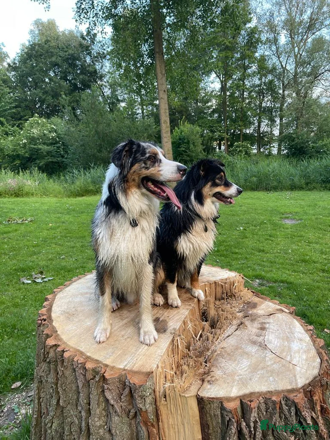 Australian Shepherd honden te koop: Australische Herder nestje  - Advertentie 4