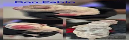 Amerikaanse Bully honden te koop: Prachtig nest American Bully pups - Advertentie 18