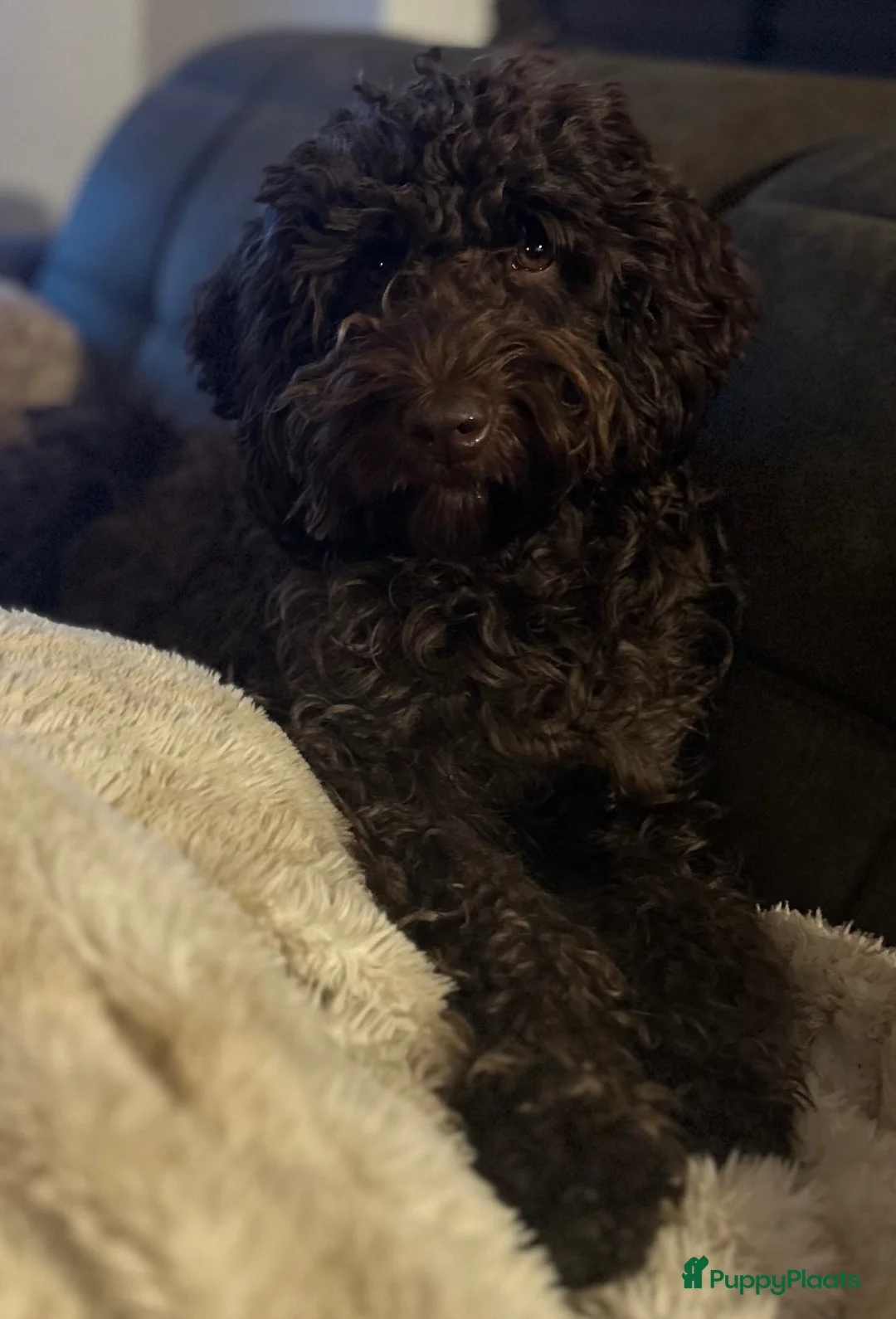 Australian Labradoodle honden te koop: Prachtige gitzwarte Cobber/Australian Labradoodle  - Advertentie 24