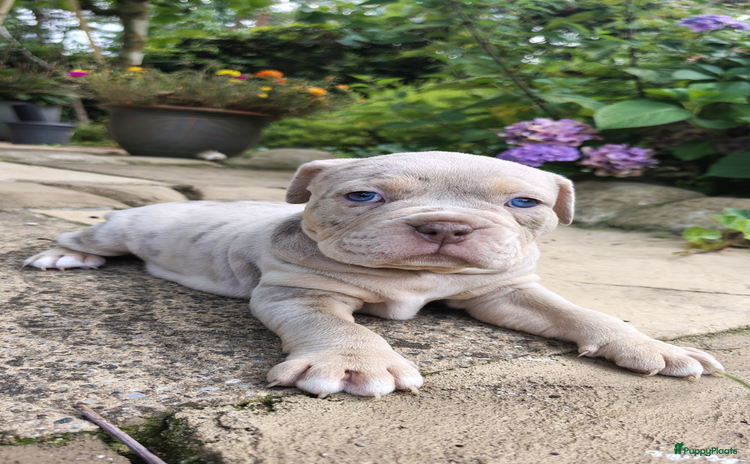 Old English Bulldog honden - Advertentie 1