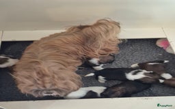 Shih Tzu honden te koop: Shih tzu pups  in Espel - Afbeelding 2