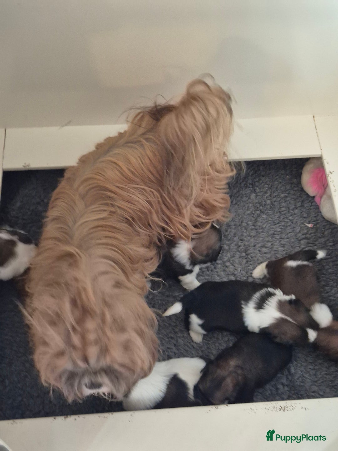 Shih Tzu honden te koop: Shih tzu pups  in Espel - Afbeelding 2