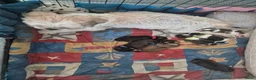 Shih Tzu honden te koop: Ras thi zhu - Advertentie 3
