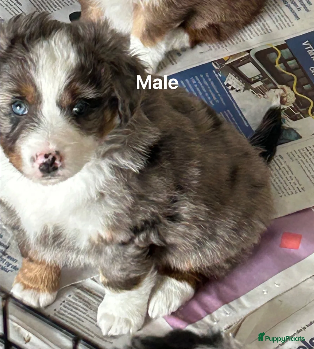 Australian Shepherd honden te koop: Miniature American shepherd reutjes - Advertentie 4