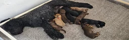 Kruising honden te koop: Prachtige en lieve doodle pups!!  - Advertentie 2