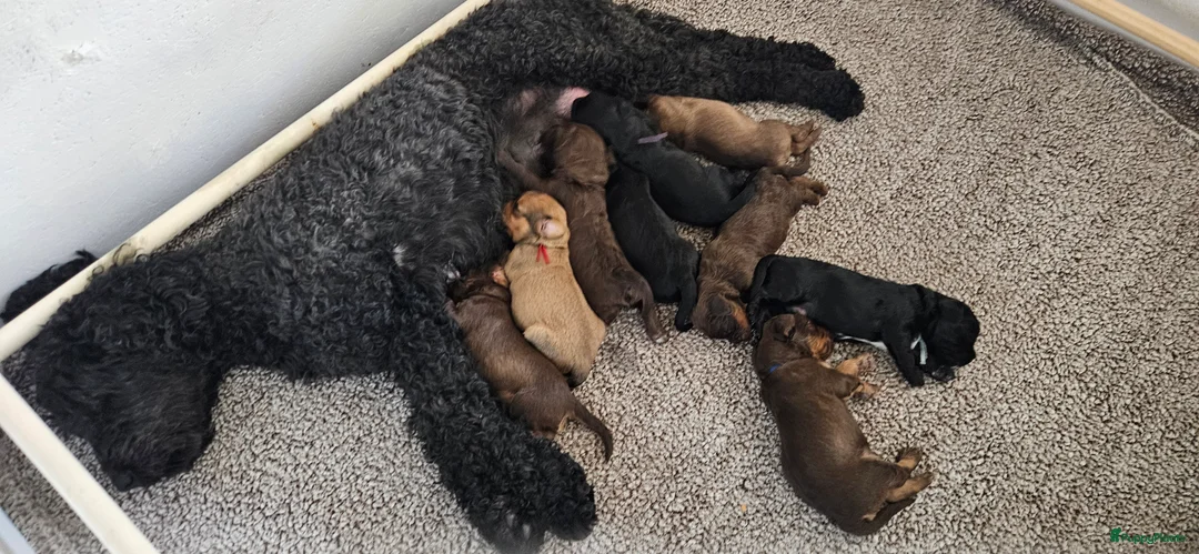 Kruising honden te koop: Prachtige en lieve doodle pups!!  - Advertentie 2