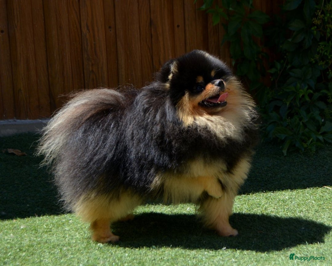 Pomeriaan honden te koop: Herplaatser Black & Tan Reutje van 6 jaar - Afbeelding 4