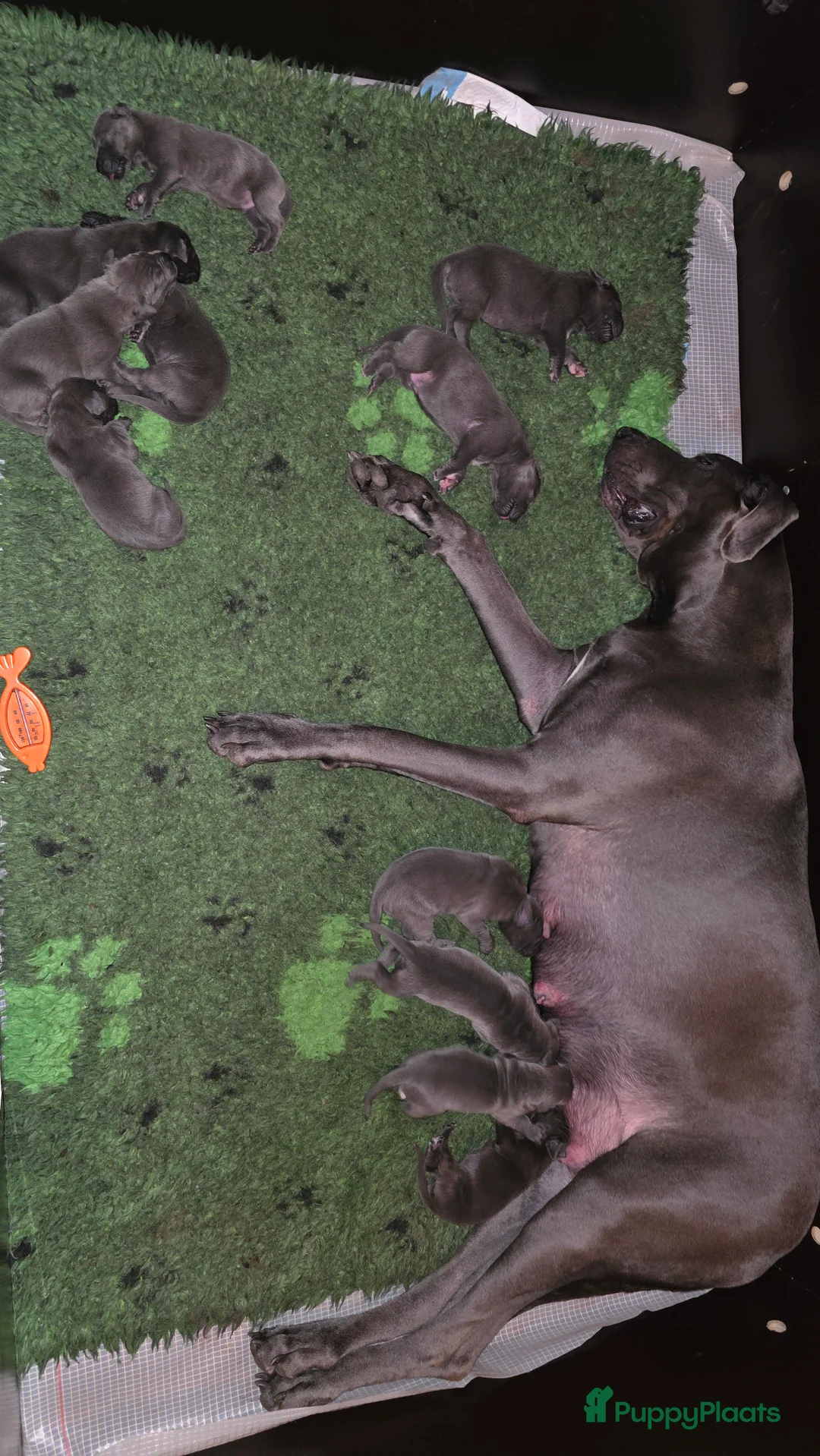 Duitse Dog honden te koop: Duitse dog pup /blauw - Advertentie 2