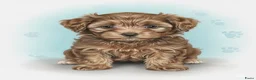 Bolonka Zwetna honden te koop: Mooie Bolonka Zwetna pupjes - Advertentie 3