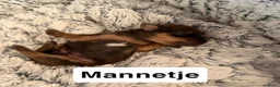 Kruising honden te koop:  Dwergpincher x Chihuahau X Kaninchenteckel pups. - Advertentie 11