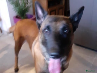 Mechelse Herder honden ter dekking: Dekreu mechelse herder in Westdorpe - Advertentie 1