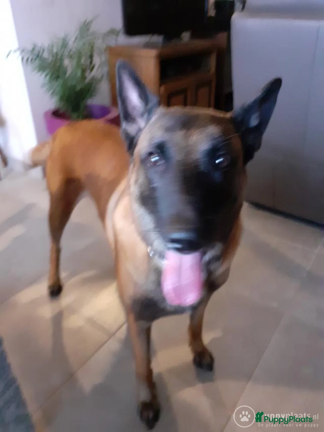 Mechelse Herder honden ter dekking: Dekreu mechelse herder in Westdorpe - Advertentie 1