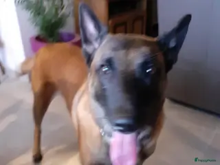 Mechelse Herder honden Dekreu mechelse herder in Westdorpe - Advertentie 2