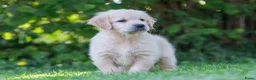 Golden Retriever honden te koop: prachtige golden retriever pups - Advertentie 4