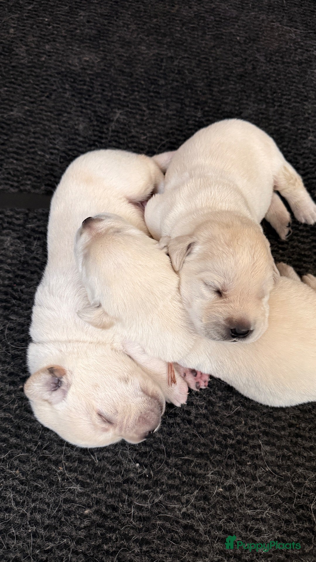 Labrador Retriever honden Raszuivere Labrador pups blond | Vader is kampioen - Advertentie 2