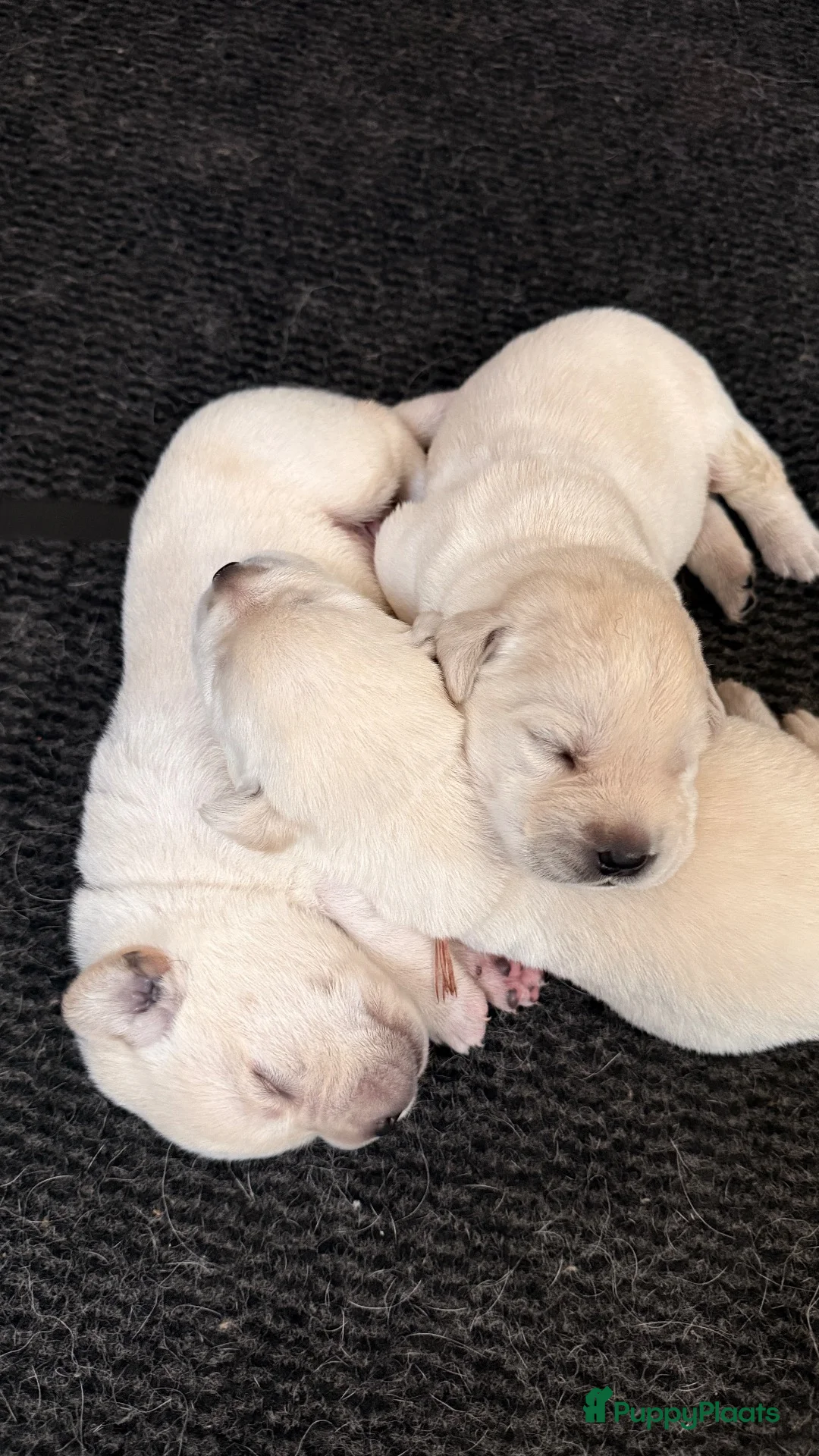 Labrador Retriever honden te koop: Raszuivere Labrador pups blond | Vader is kampioen in Twijzel - Advertentie 1