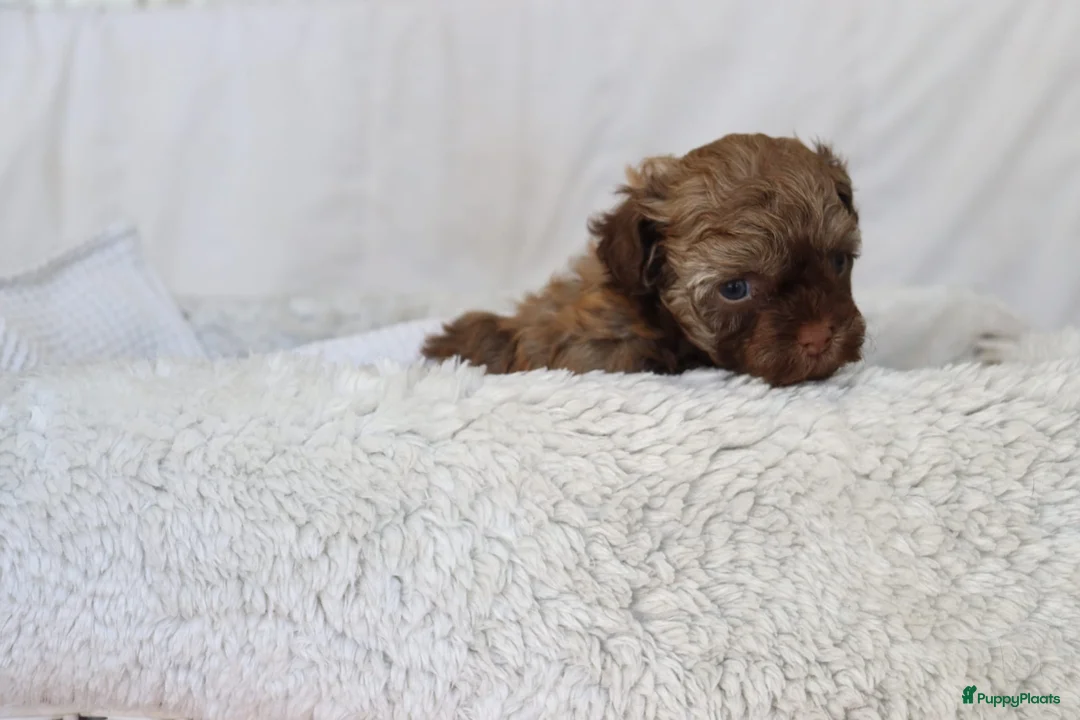 Bolonka Zwetna honden te koop:  We hebben nog 1 ♂️ bolonka zwetna beschikbaar  - Advertentie 5