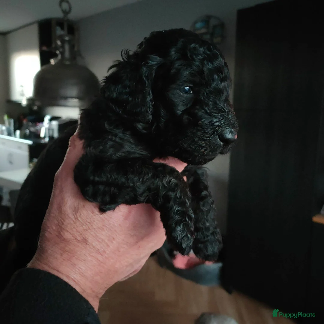 Labradoodle honden te koop: Labradoodle pups - Advertentie 11