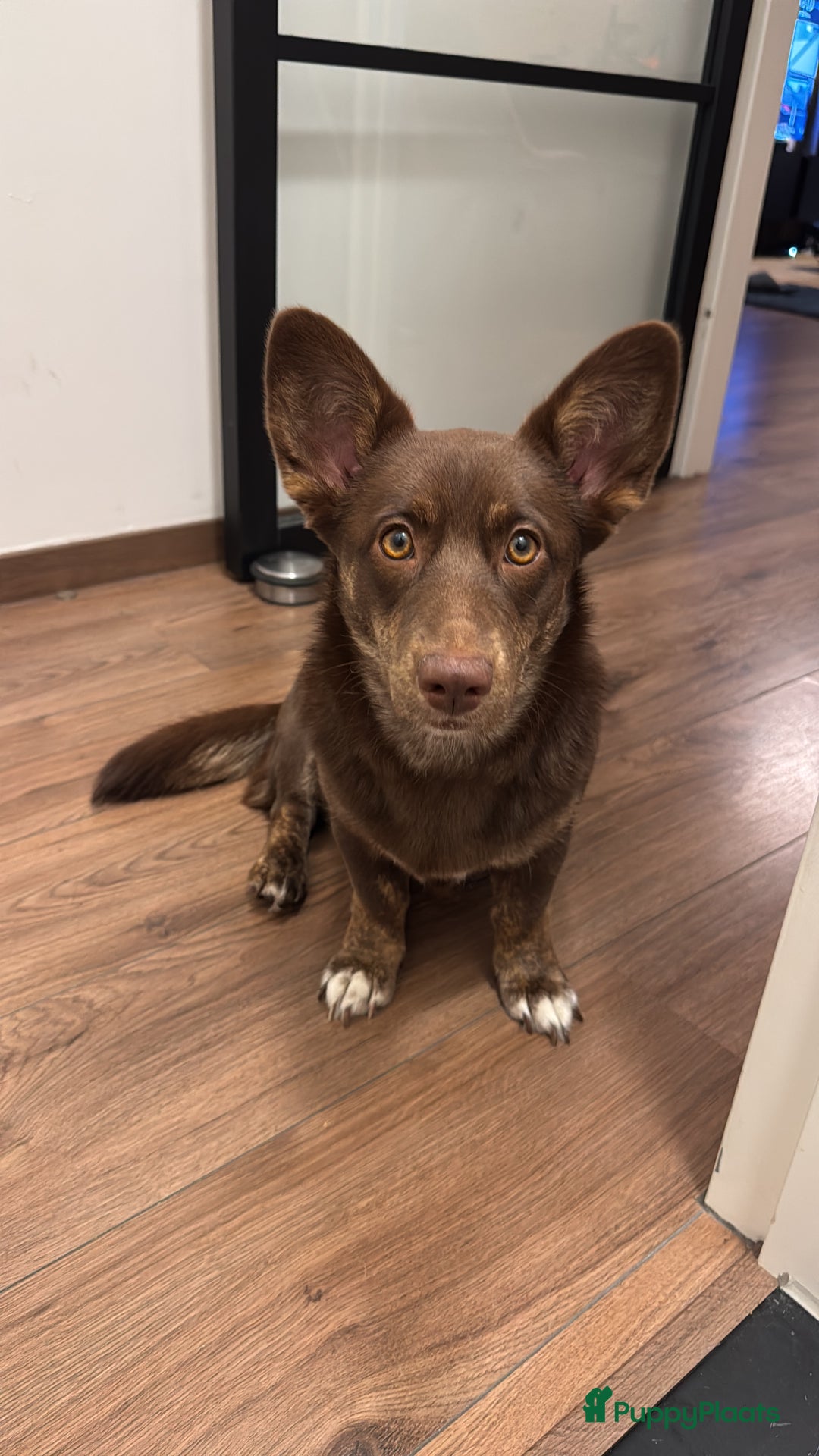 Welsh Corgi Cardigan honden te koop: Corgi looking for forever home - Advertentie 1