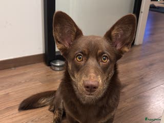 Welsh Corgi Cardigan honden Corgi looking for forever home - Advertentie 2