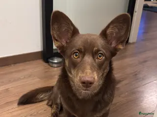 Welsh Corgi Cardigan honden Corgi looking for forever home - Advertentie 1