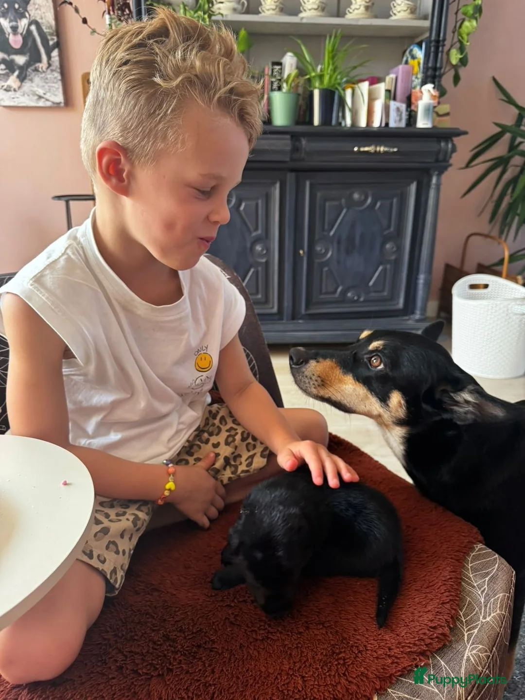 Australian Kelpie honden te koop: Australian Kelpie pups zoeken actieve baasjes - Advertentie 2