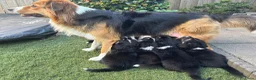 Australian Shepherd honden te koop: Lieve Australian Shepherd pups - Advertentie 8