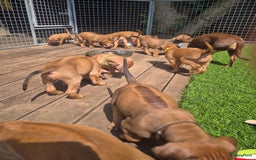 Rhodesian Ridgeback honden te koop: Rhodesian Ridgeback pups in Bentveld - Afbeelding 3