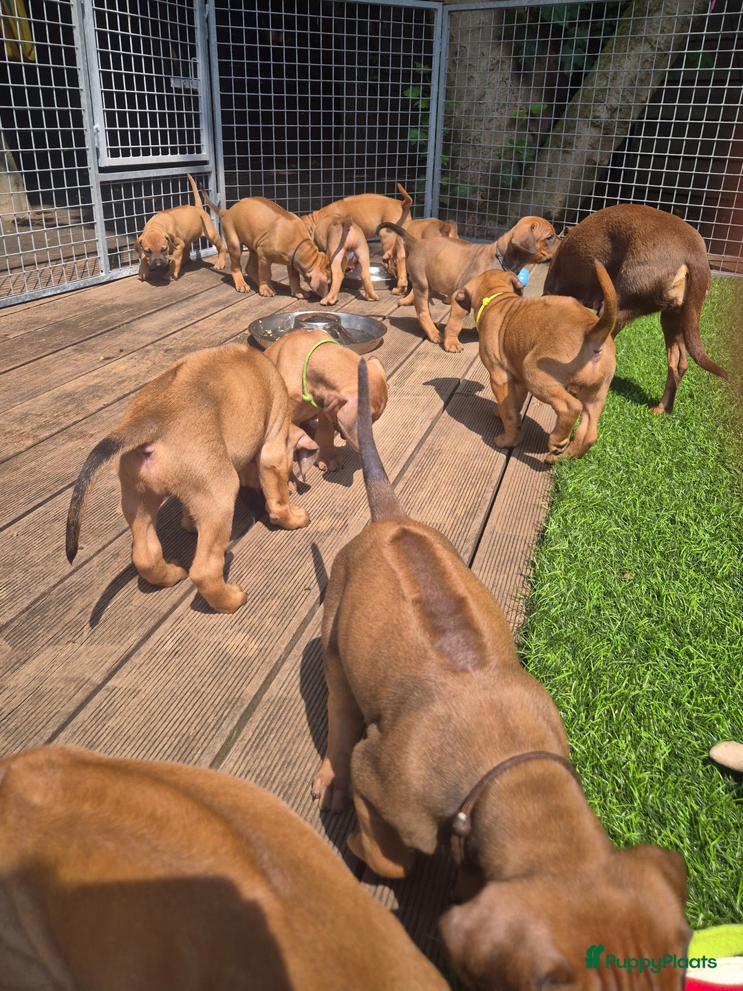Rhodesian Ridgeback honden te koop: Rhodesian Ridgeback pups in Bentveld - Afbeelding 3
